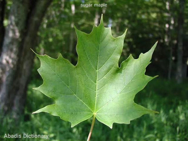sugar maple